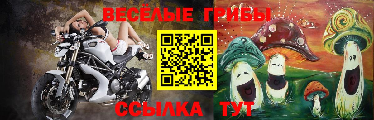 Галлюциногенные грибы Psilocybe Надым